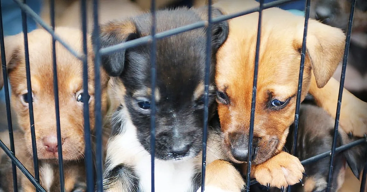 Cute puppies in a cage, looking out with curious and adorable expressions.