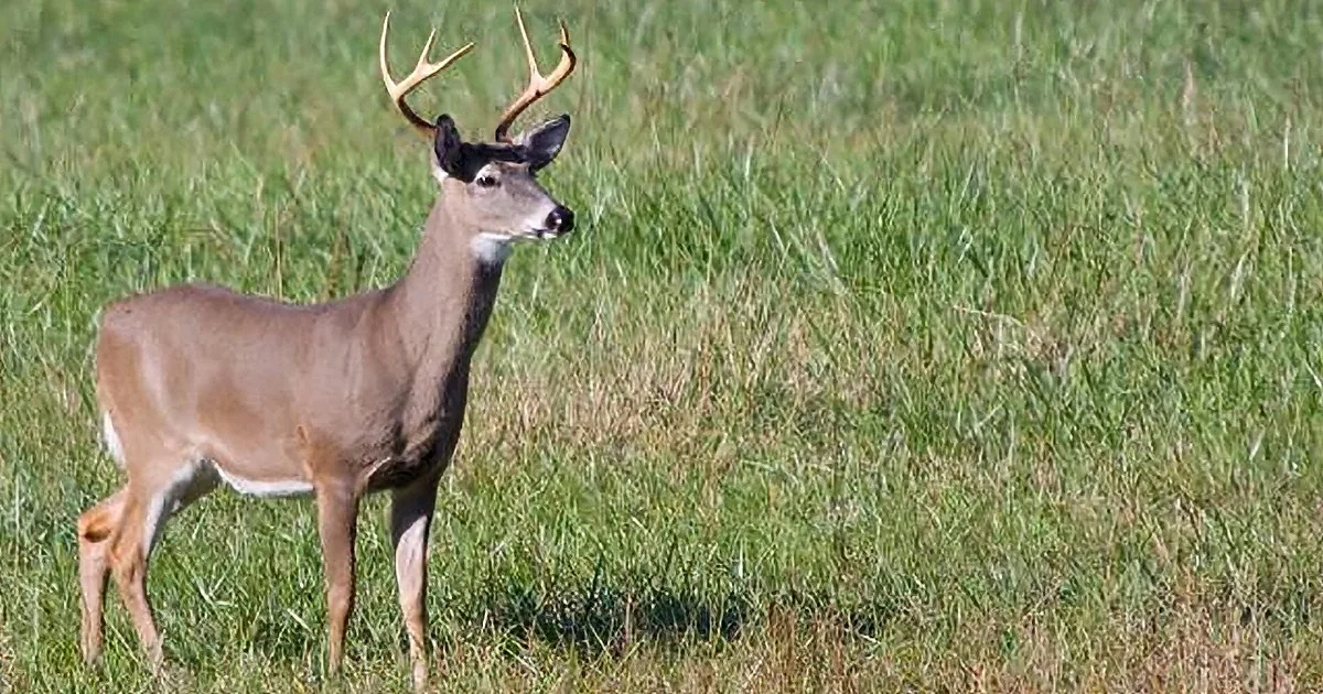 Desperate Deer Appears on Patio Trying to Tell Homeowners Something. They Immediately Call 911