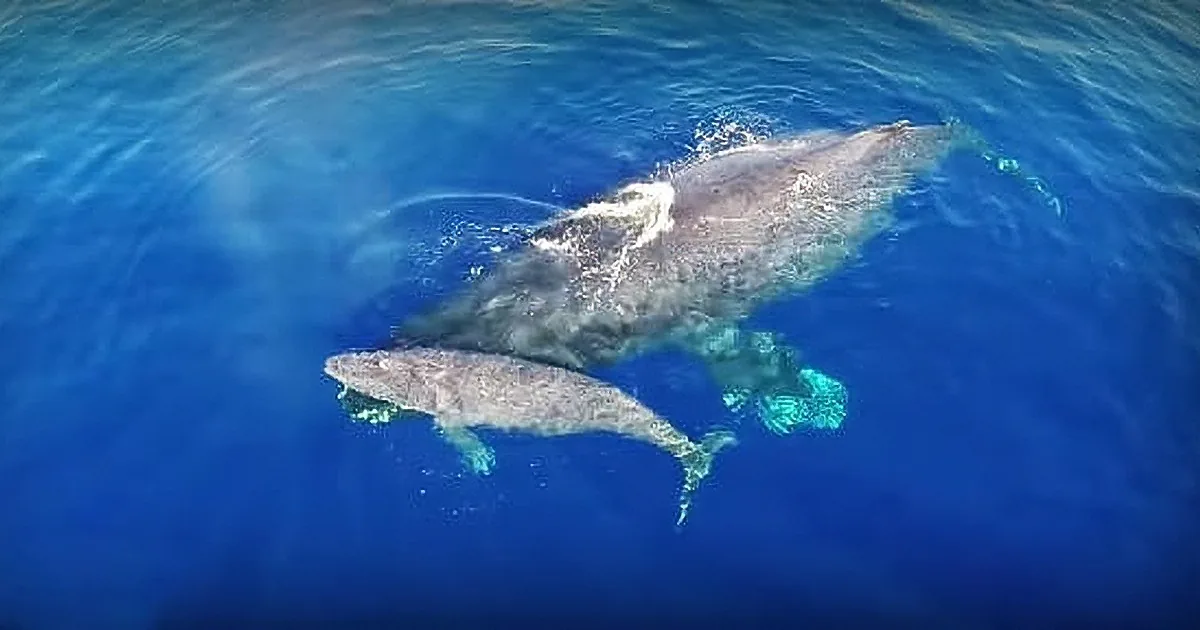 He Flies a Drone Over the Ocean. When the Camera Zooms in, My Jaw Drops! OMG!