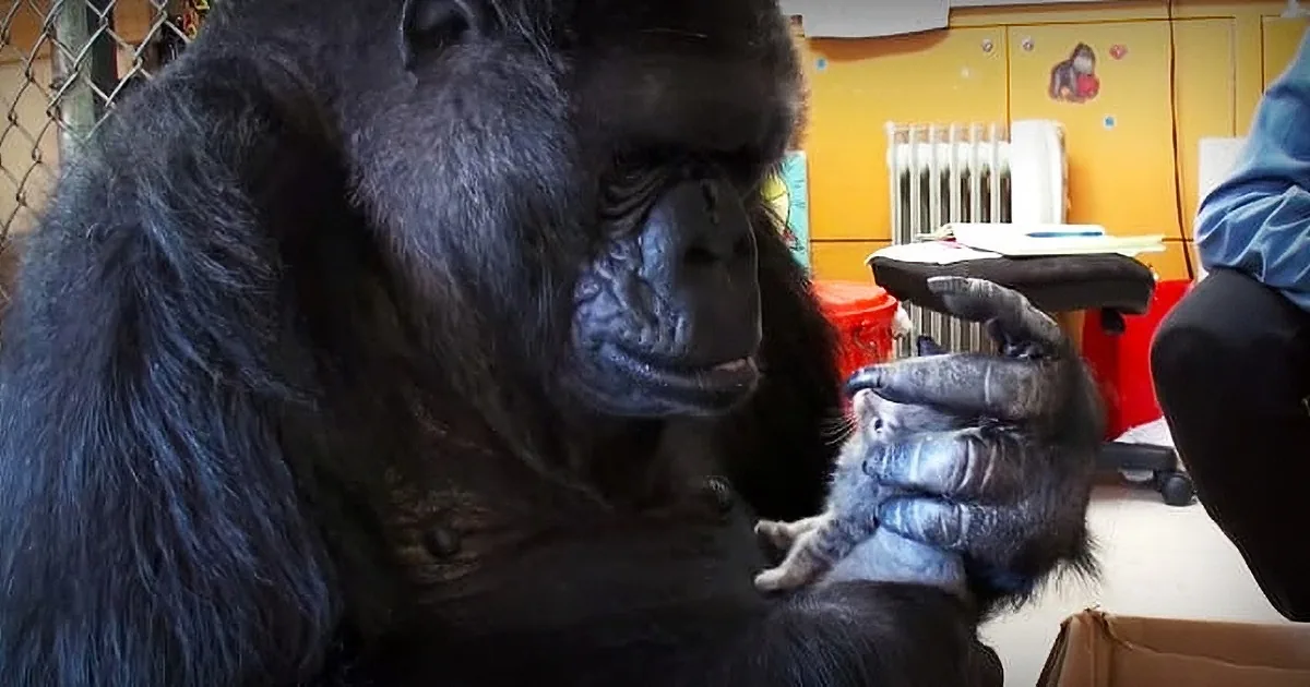 Gorilla Receives a Box of Kittens for Her Birthday, Her Next Move Left Me Absolutely Astonished
