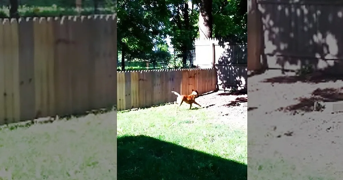 Dad Proudly Builds a Fence to Keep His Dog in the Yard. Now Keep Your Eyes on the Far End.