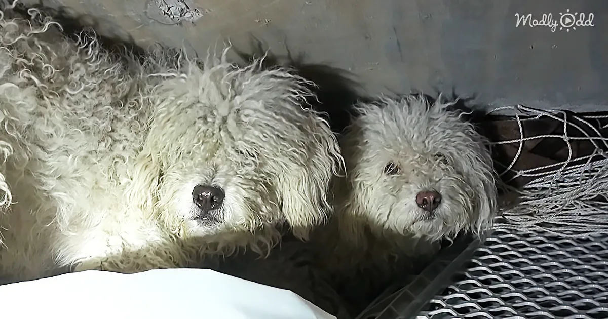 Hope for Paws Save the Day Again With Rescue of Brother and Sister