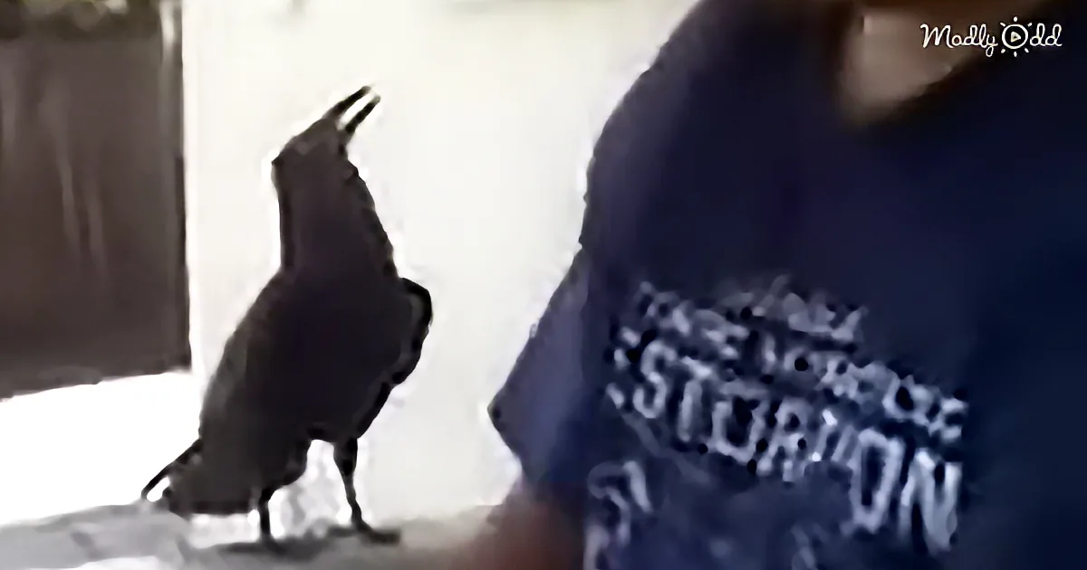 Someone Has Been Teaching This Raven Some Very Naughty Words
