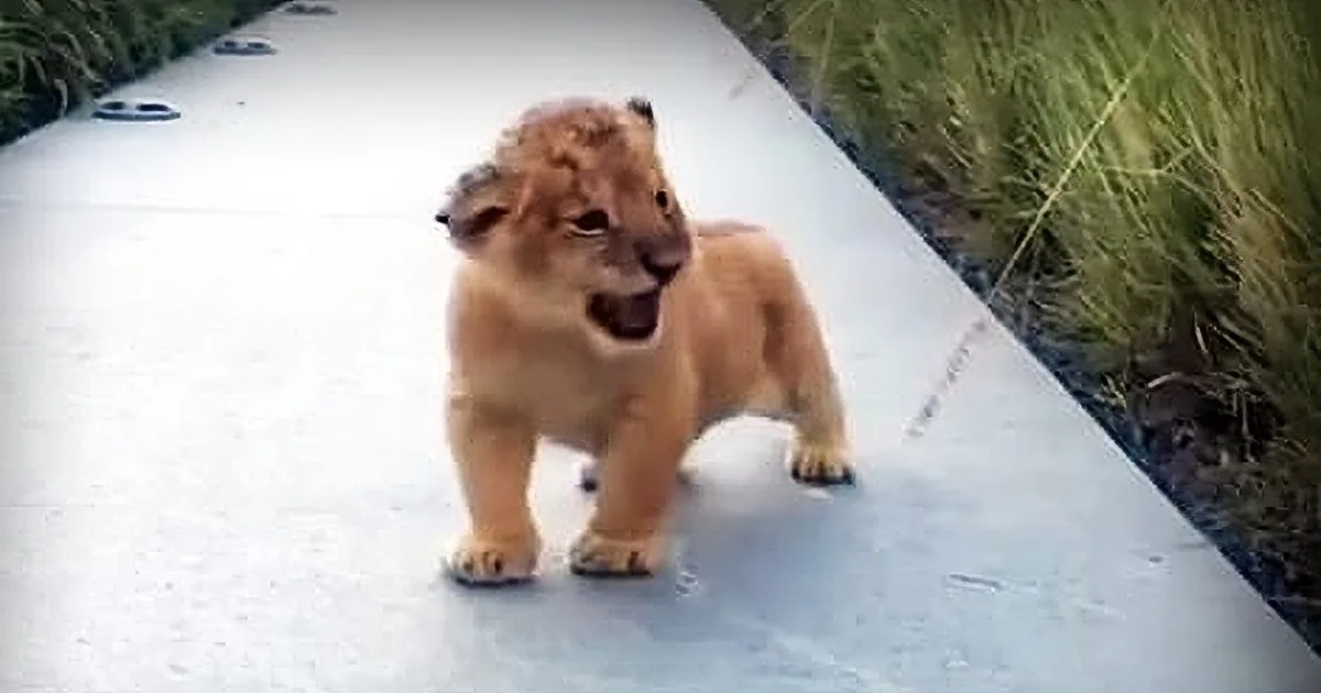 Lion Stumbles out of the Grass, Sees Cameraman and Tries to Scare Him With the Funniest Roar