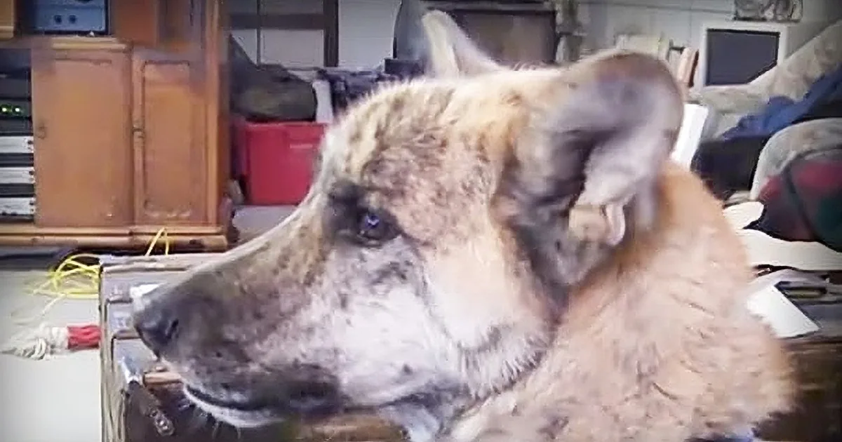 Human Tells His Dog He Ate All the Meat in the House. the Dog Proceeds to Throw a Hysterical Tantrum