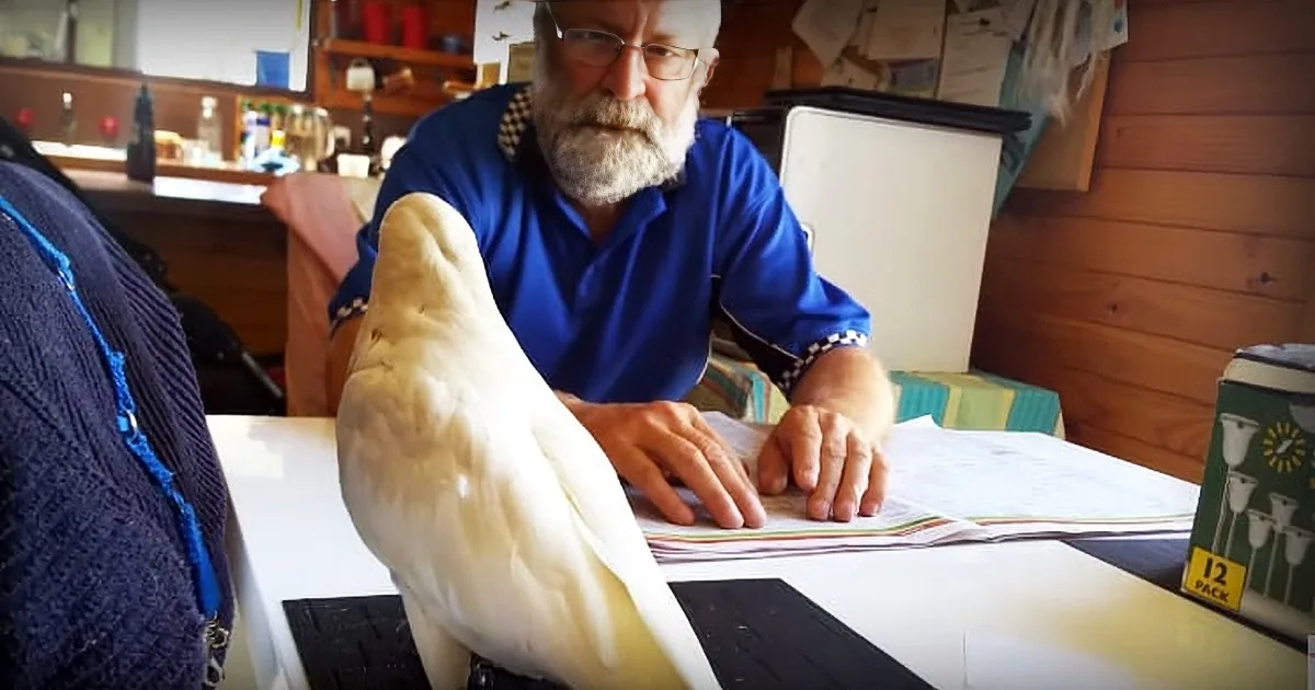He Attempts to Put a Harness on His Parrot for a Walk. the Bird Proceeds to Throw a Profane Temper Tantrum