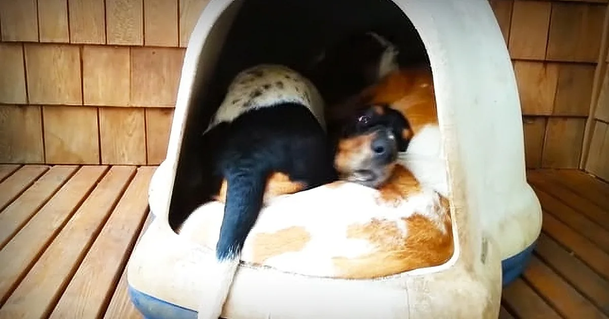 She Notices Her Dogs Sleeping in Their House, Turns on the Camera and Gets a Hilarious Surprise