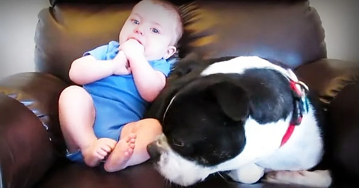 A baby in a blue outfit lies on a brown couch, holding its hand to its mouth, with a black and white cat curiously...