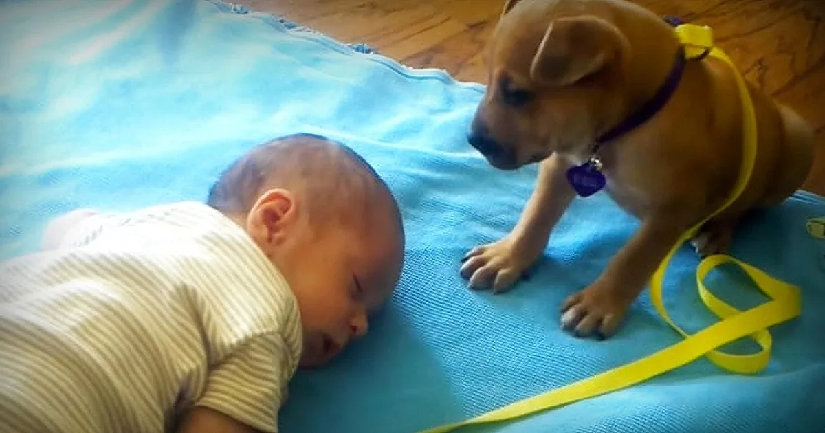 Infant Is Sound Asleep. Puppy Proceeds to Do the Most Adorable Thing to Her New Baby Brother