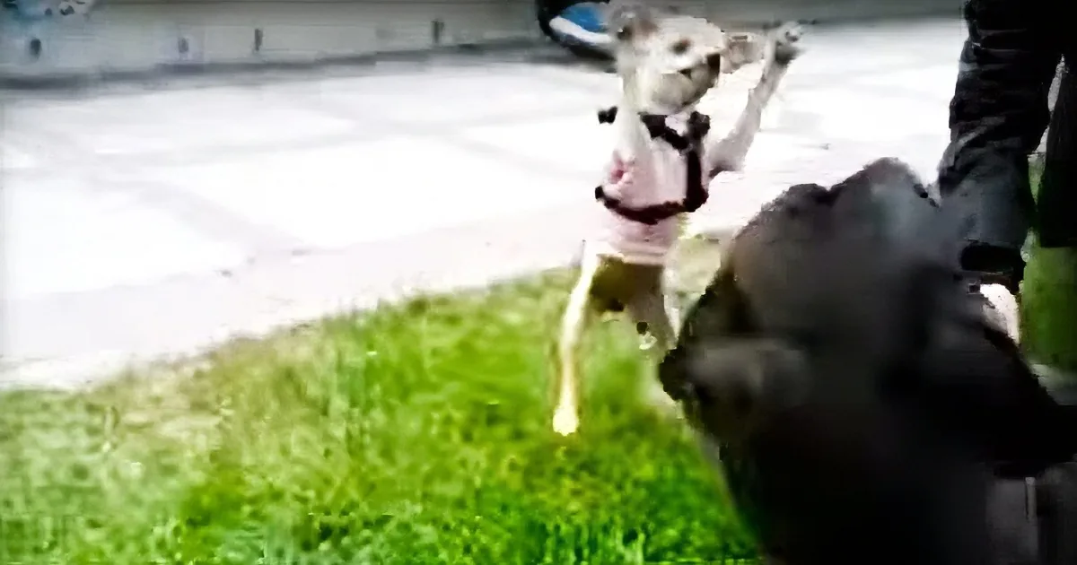 Fearless Chihuahua Takes on Great Dane in the Most Endearing Attack Ever