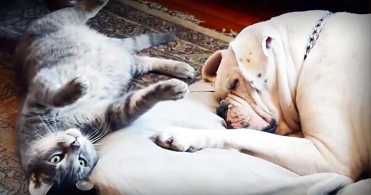 A cat and a dog are lying on a rug, the cat is on its back and the dog is nuzzling it.
