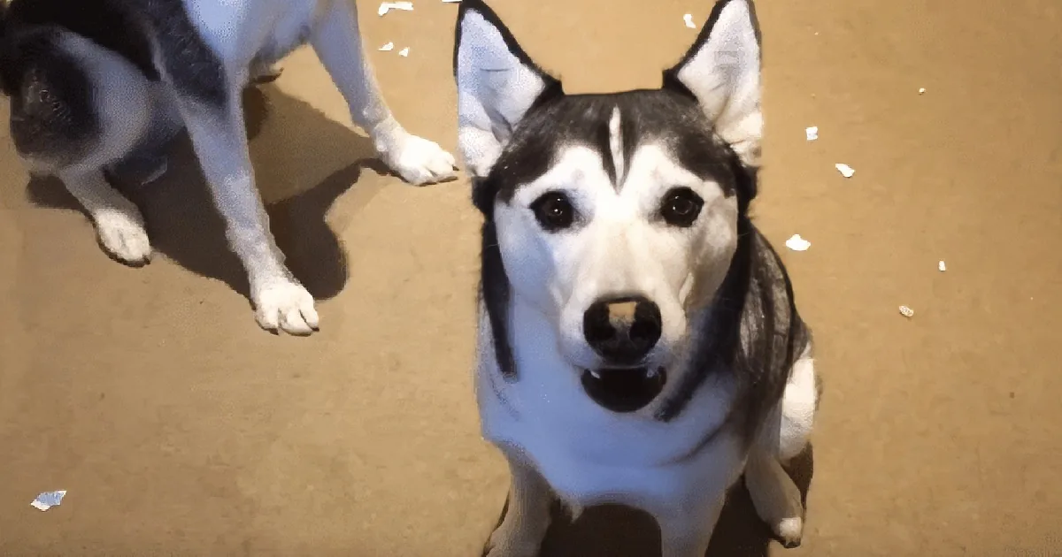 Dad Confronts His Two Guilty Huskies About a Huge Mess. They Respond With Hysterics