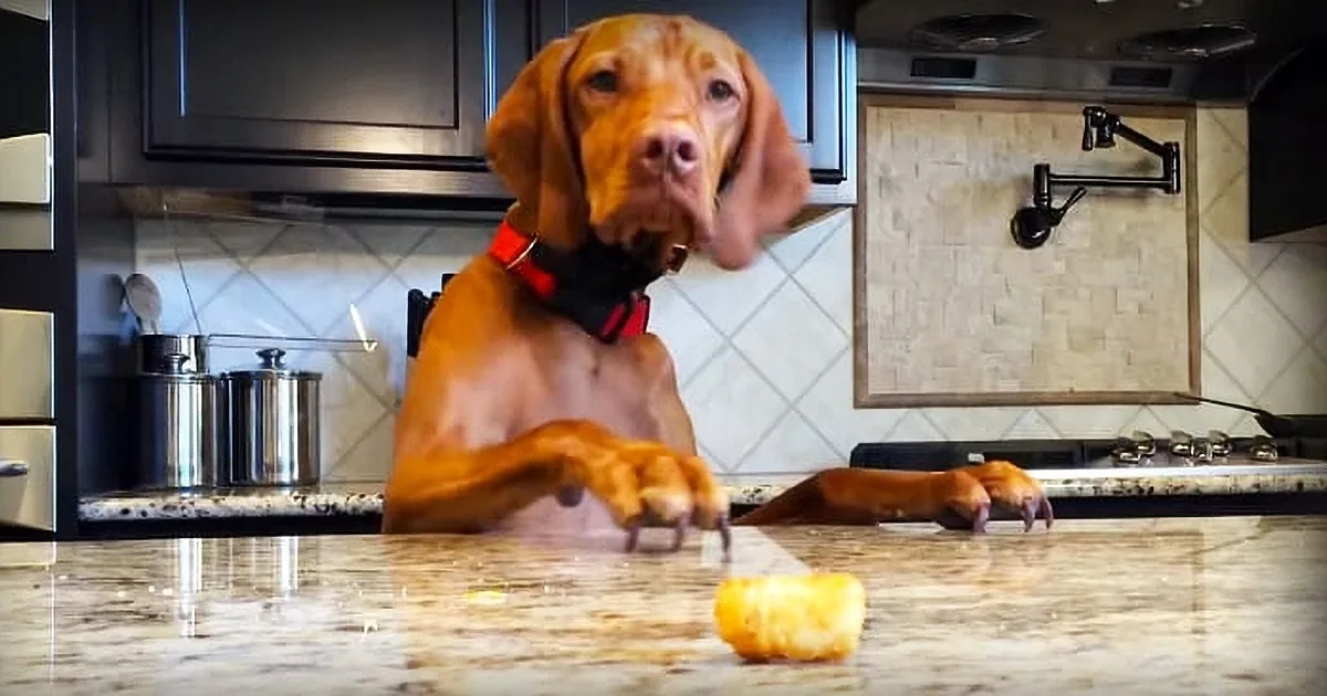 Dog Notices a Tater Tot on the Countertop and Proceeds to Make the Most Hysterical Sounds Ever