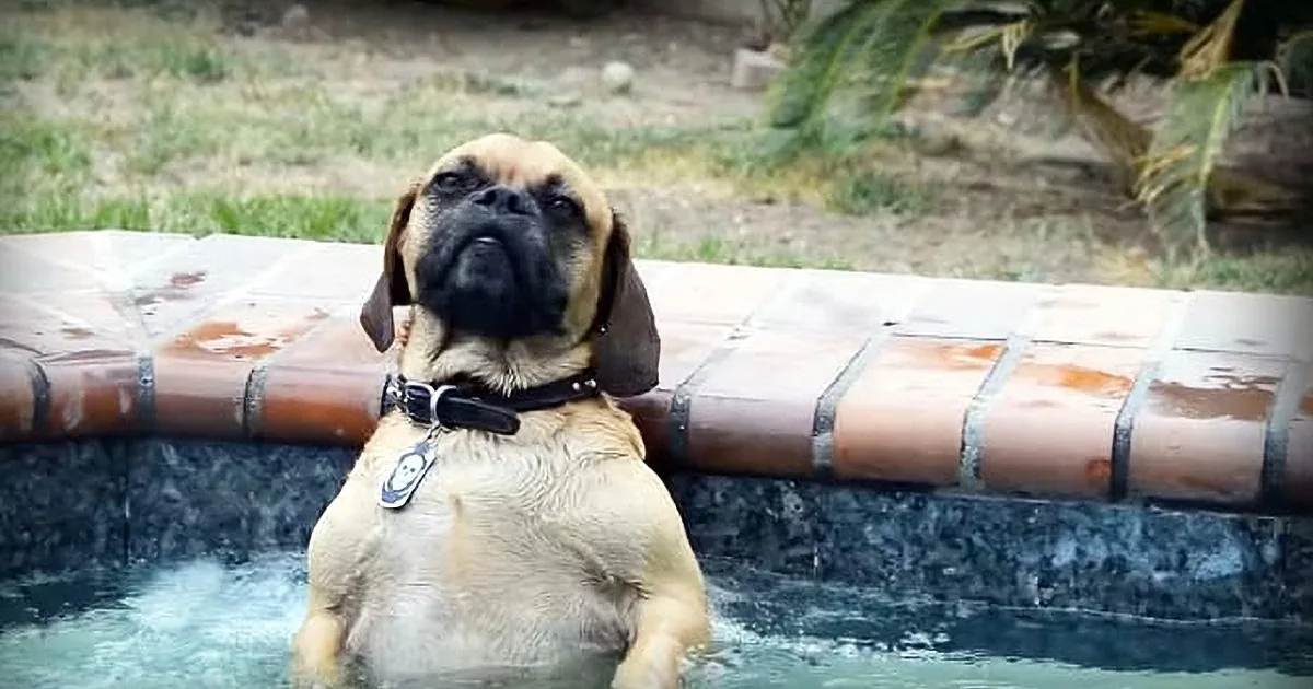 Nobody Believed Him When He Described What His Dog Does in the Hot Tub. so He Made a Video