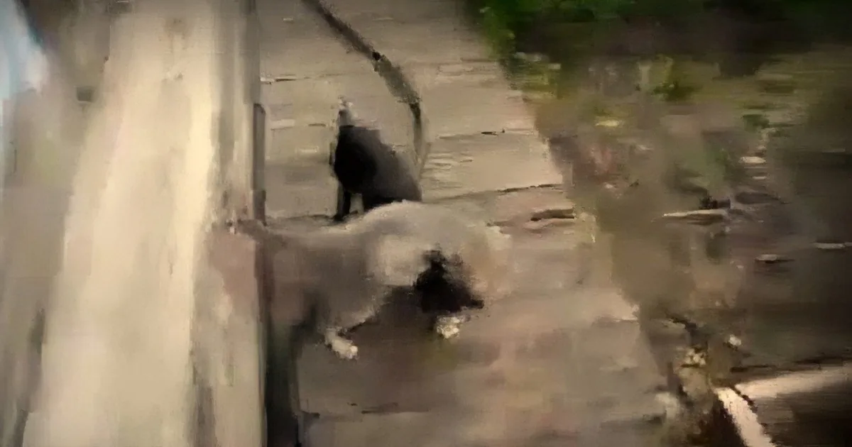 Naughty Cat Won''t Come Indoors. Owner Asks Dog to Fetch Her. the Dog''s Next Move Is Hilarious!