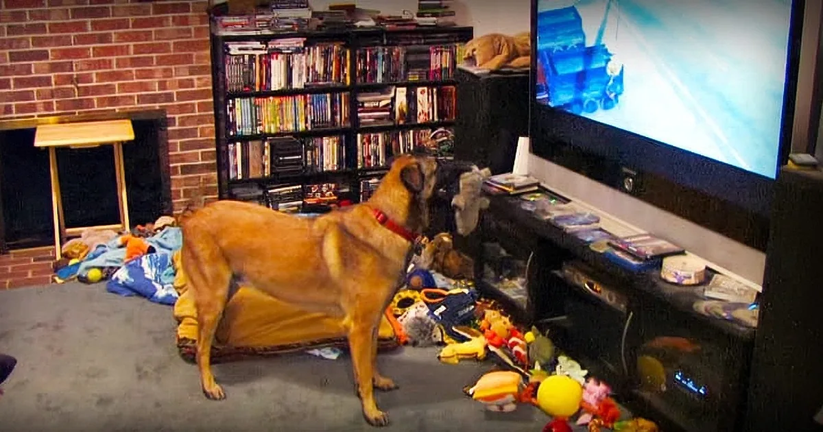 A dog is playfully jumping on a TV stand amidst scattered toys and DVDs in a cozy living room.