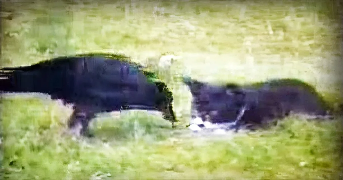 An Abandoned Kitten Lies in the Yard -- Then a Crow Flies in and Does the Unimaginable