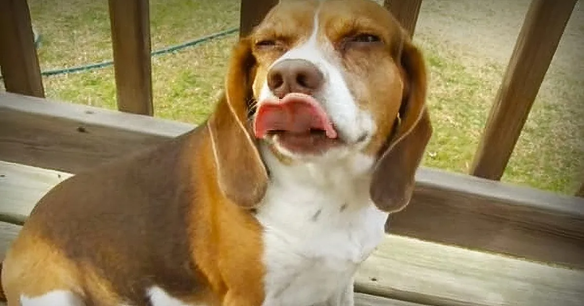 A happy beagle with its tongue out sits on a wooden deck, looking up.