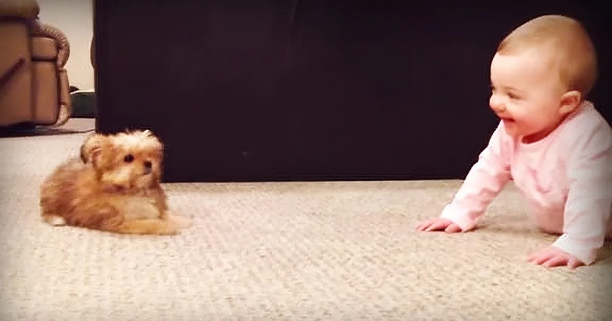 A baby in a pink outfit is crawling on a carpet, smiling at a small dog.