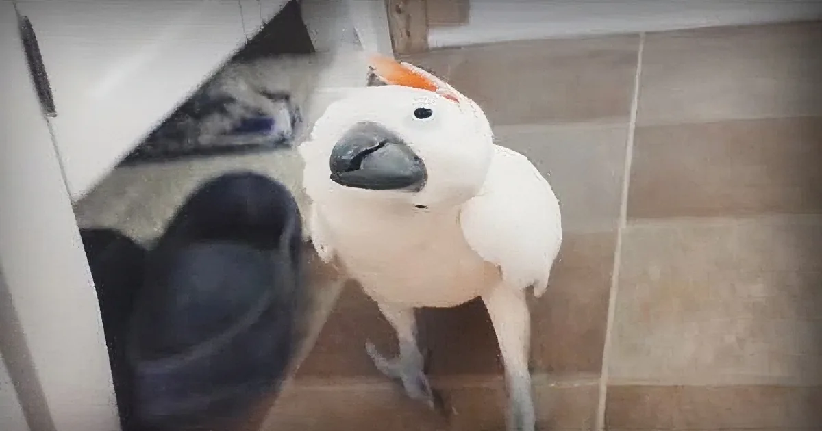 Cockatoo Snitches on the Cat to Dad. Watch the Whole Story. and the Level of Detail... LOL!