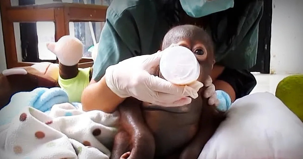 A baby is being fed from a bottle by a person wearing gloves and a green shirt.