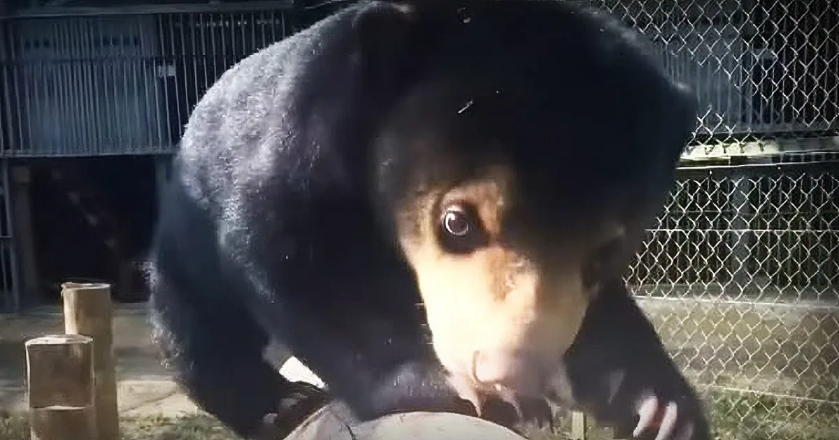 Watch This Smuggled Bear''s Cutest Reaction Ever to His New Playground Set.