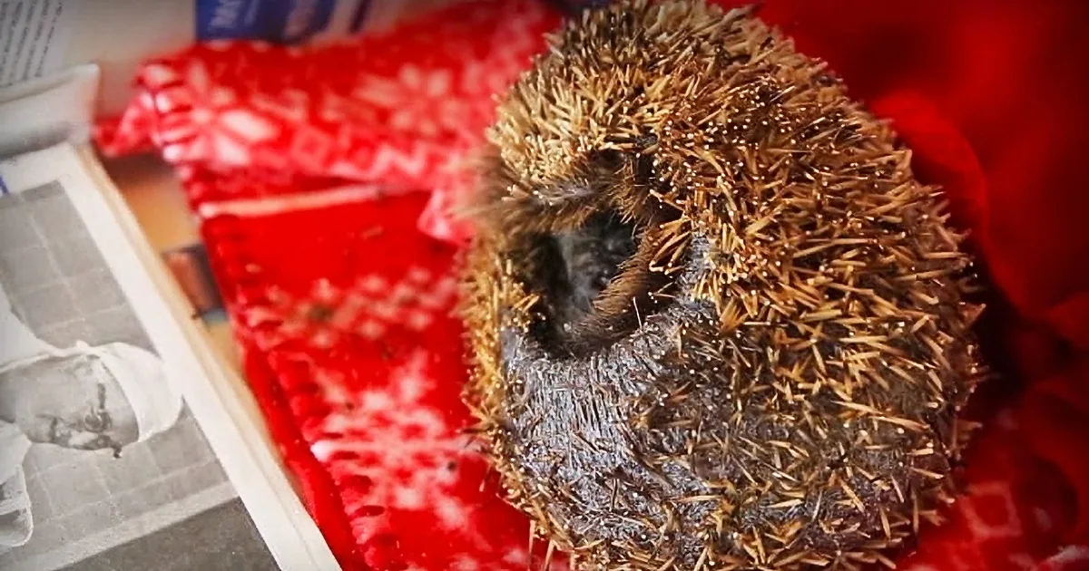 Man Finds Weird Creature in His Kitchen, His Heart Is Broken When He Takes a Closer Look
