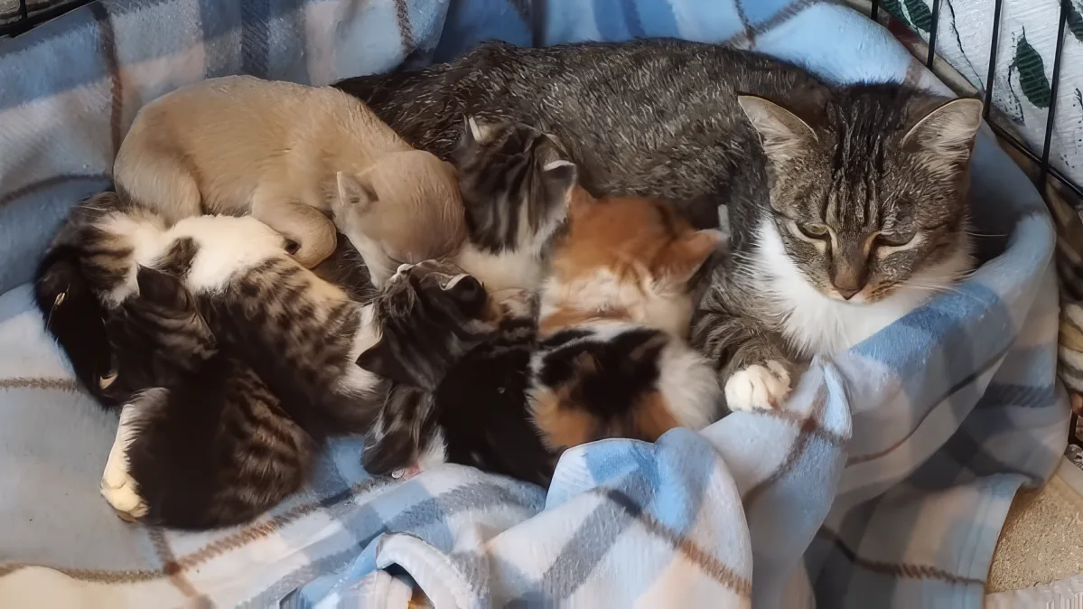 A mother cat rests with her kittens, all cuddled together on a plaid blanket.