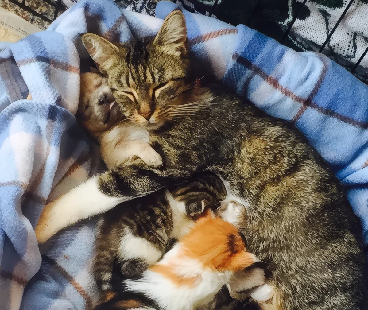 A tabby cat is curled up asleep on a blue plaid blanket, with its paw resting on its face.