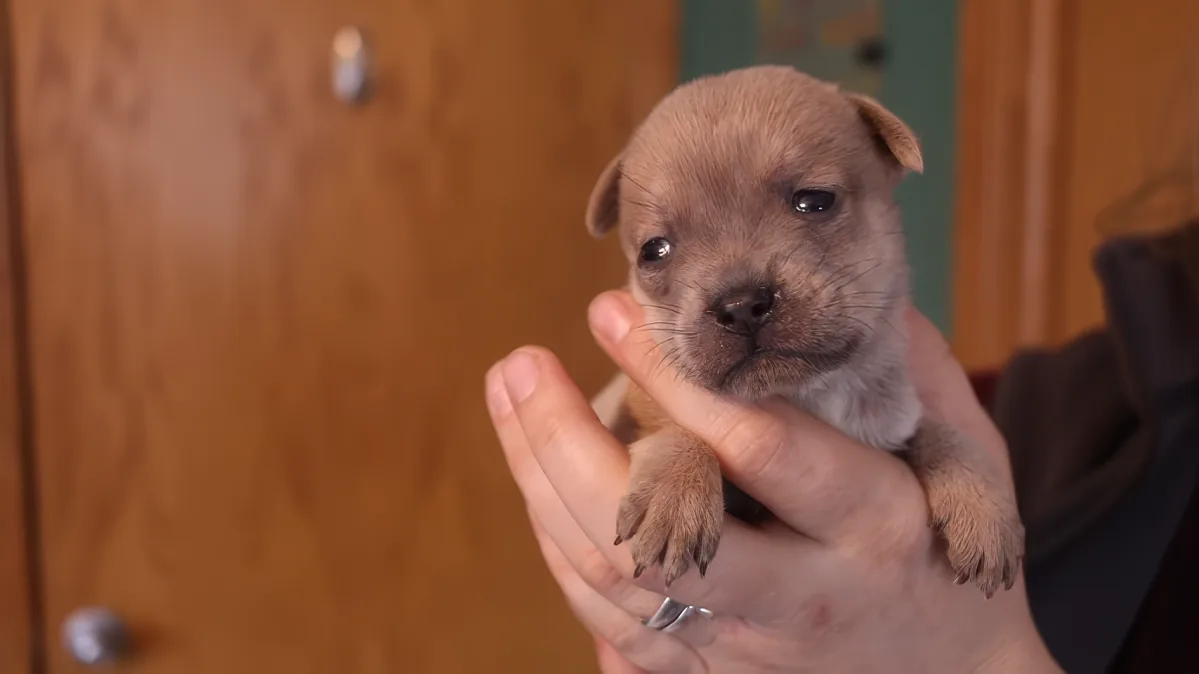 A tiny brown puppy with a curious expression is being held gently in someone's hands.