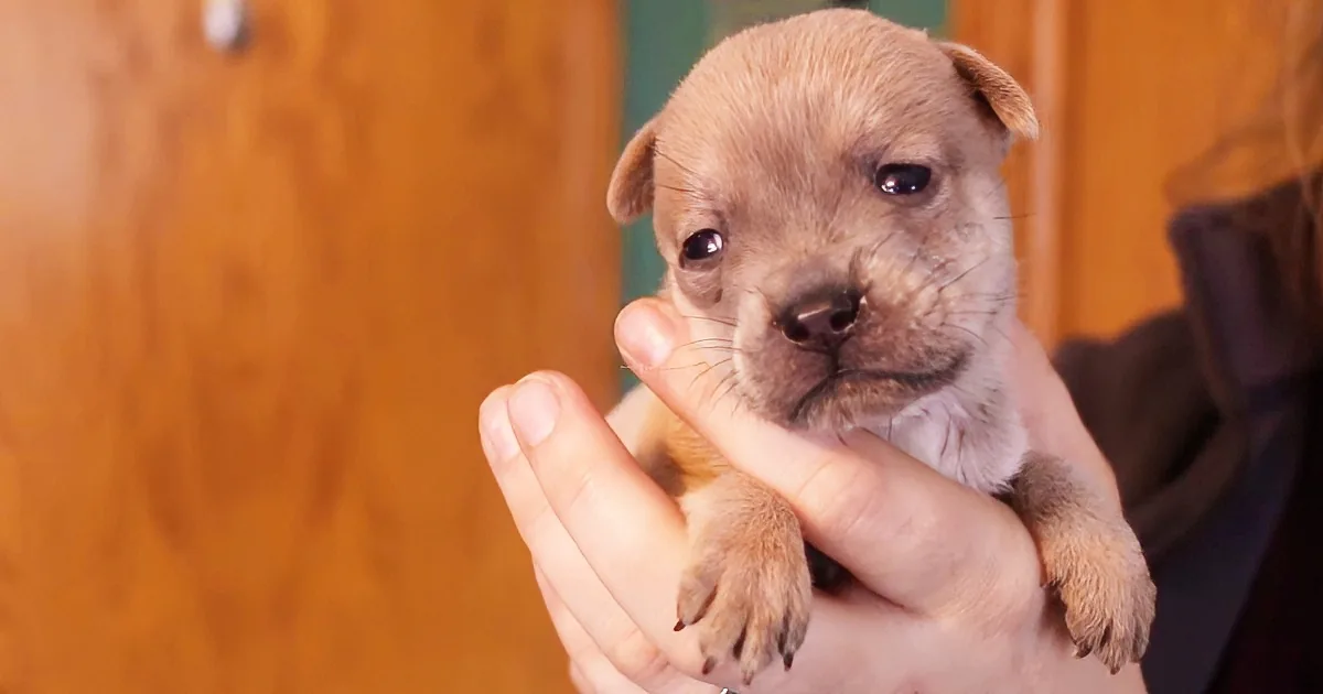 Newborn Puppy Loses His Family When He''s Just 2 Days Old. a Mama Cat Sees His Sadness, and Her Reaction... Priceless!