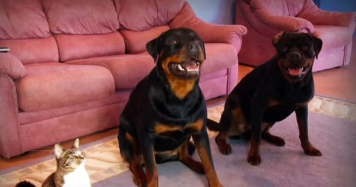 He Asked His Dogs to Roll Over and When I Saw What the Cat Did, I Was in Stitches