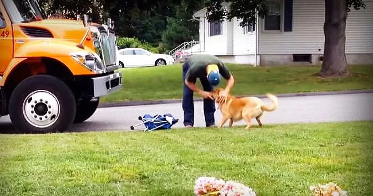A man in a blue shirt and jeans plays with a golden retriever on a grassy lawn near a parked orange truck.
