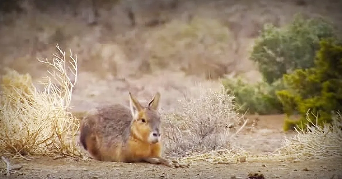 A fox rests on the ground amidst dry vegetation and shrubs in a natural setting.