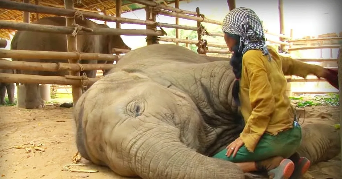 Caretaker Swats These Elephants to the Ground. Why Is She Doing This? Just Watch!