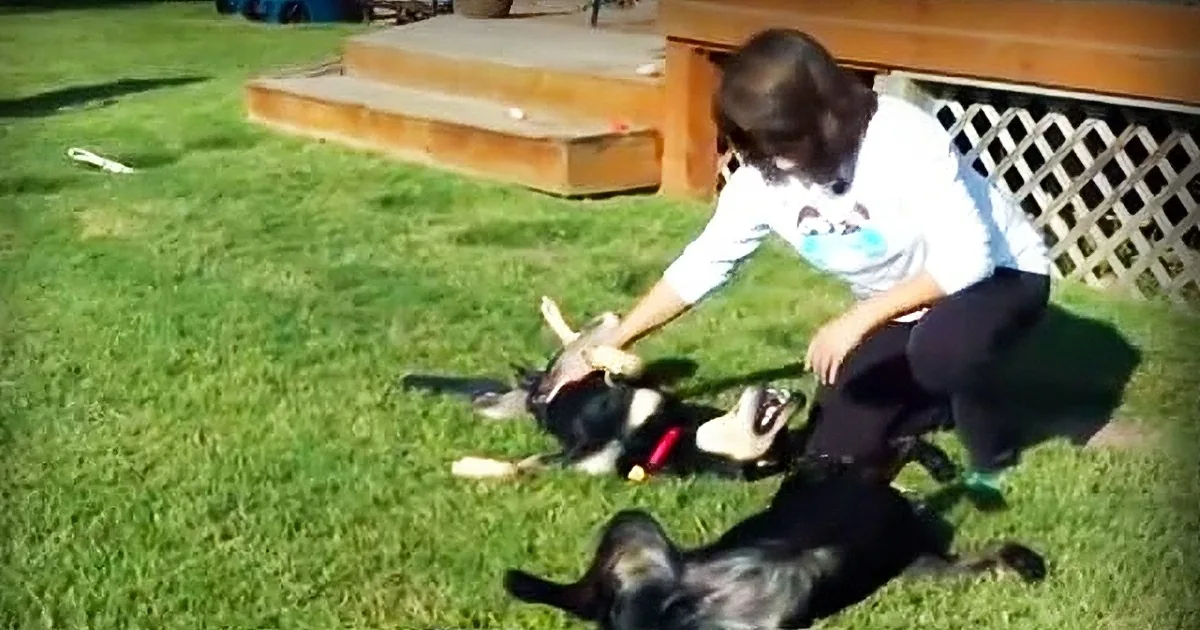 Dog Is Put to Sleep After Being Hit by a Car. the Next Day the Unexplainable Happens