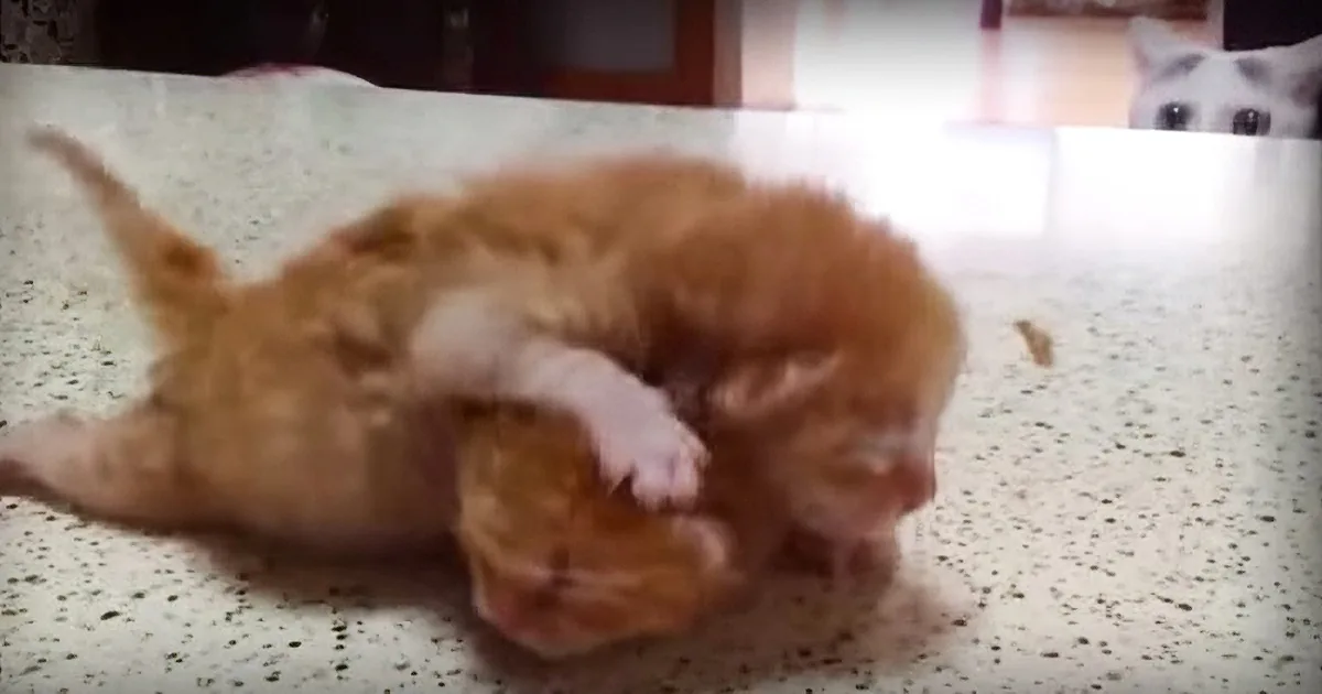 Shocked Mother Cat Sees Her Kittens Fighting and Has the Perfect Solution