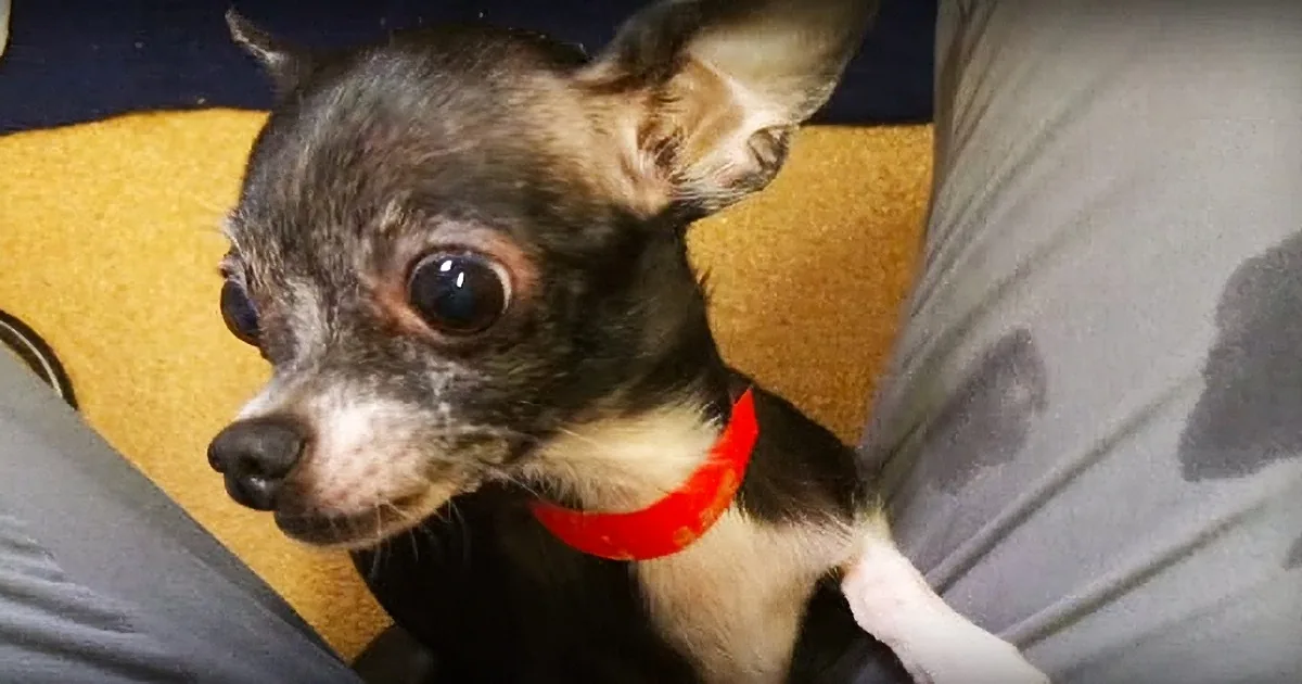Dog''s Owner Steals Her From the Hospital & Refuses Treatment. Her Vet Has Other Plans
