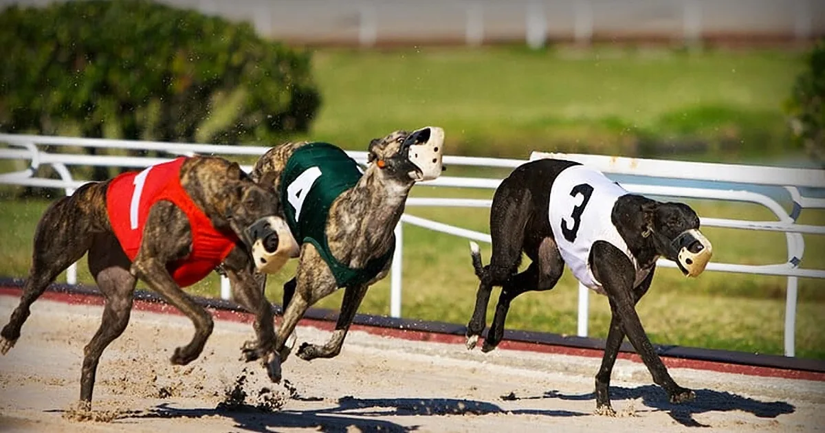 Greyhounds in racing action, wearing numbered bibs, competing on a dirt track.