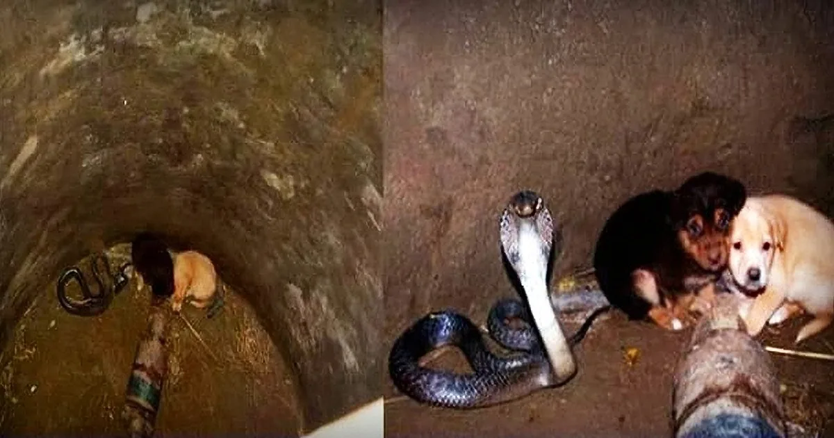 A cobra is coiled in a dark, narrow tunnel, with two curious dogs observing from the entrance.