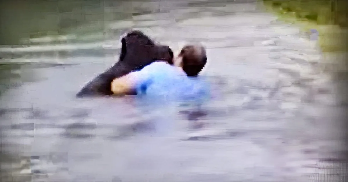 Man Risks His Life Diving Into Zoo Enclosure When Staff Wouldn''t Save a Helpless Drowning Chimp