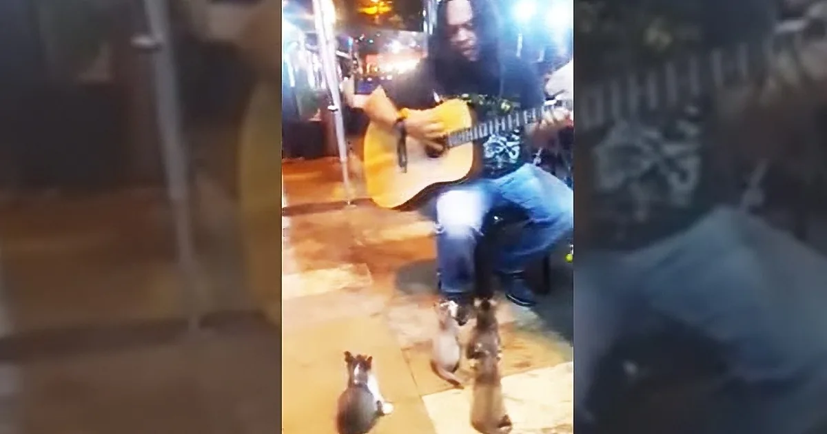 This Street Musician Was About to Call It Quits... but Then a Surprise Audience Showed Up