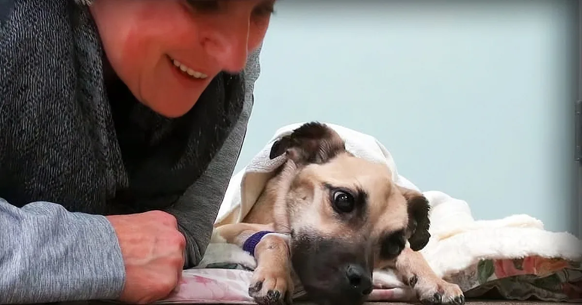 She Stares Into the Eyes of a Dying Dog. What Follows Is Nothing Short of a Miracle!