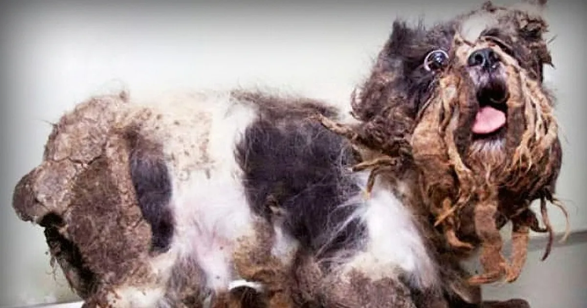 Mistreated and Homeless, This Dog Had Lived a Hard Life. but There Is a Happy Ending