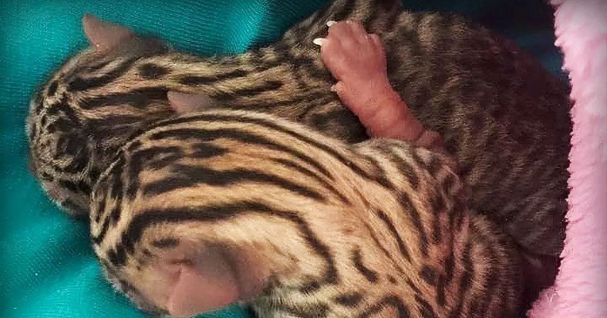 A newborn kitten with striped fur is cuddled against its mother, both resting on a teal and pink blanket.