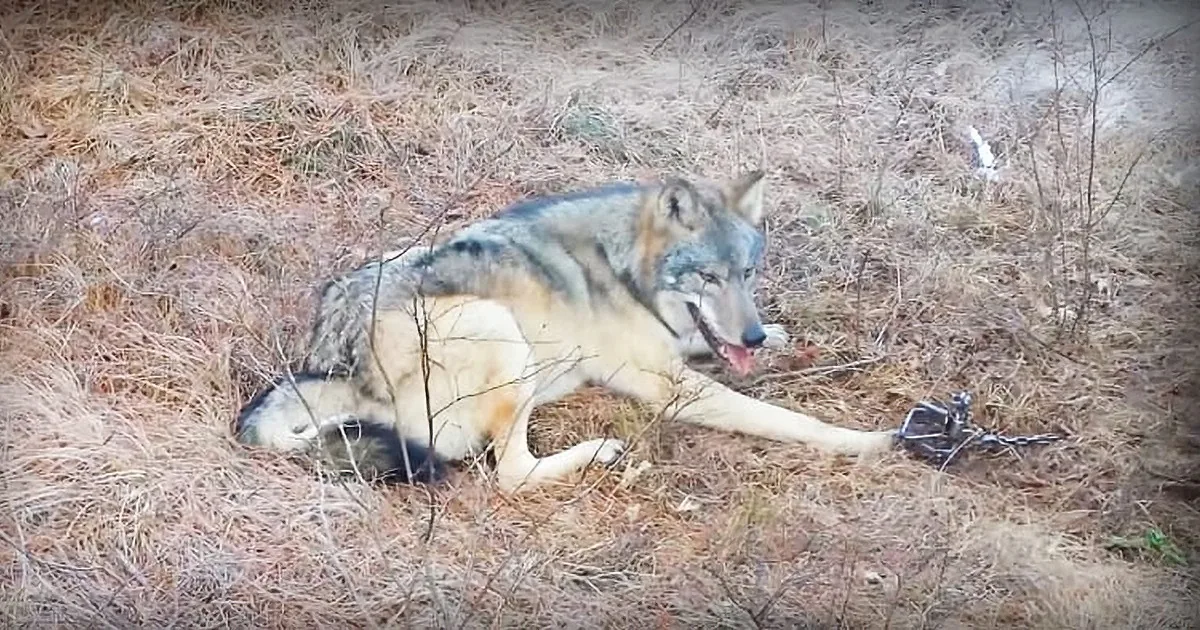 Insane Man Risks It All to Free a Massive Timber Wolf From a Dangerous Trap