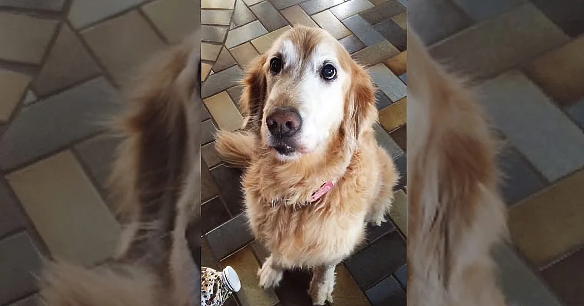 Golden Retriever Finds out That She''s Cancer-Free. Her Reaction Is Heart-Warming