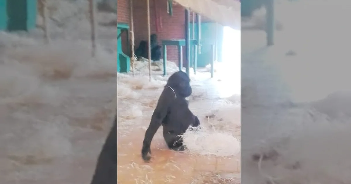 Adorable Gorilla Shows Everyone What His Fantasy Is. You Though They Didn''t Have One?