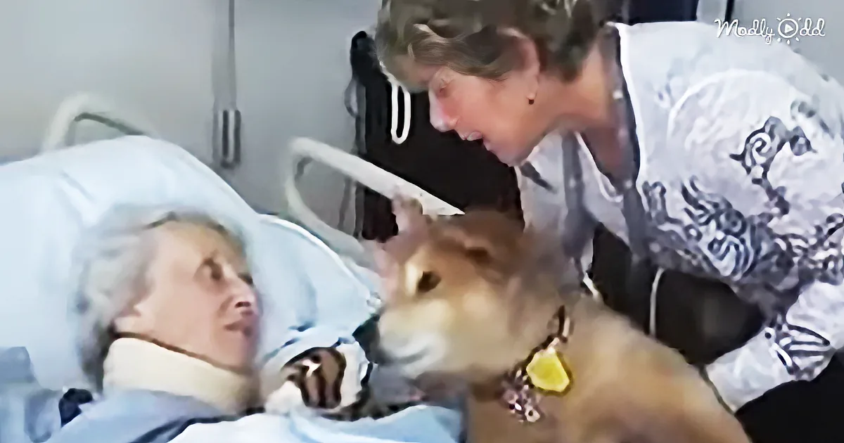 Baxter Was a World Class Therapy Dog Who Comforted All He Could. What a Beautiful Dog, Indeed