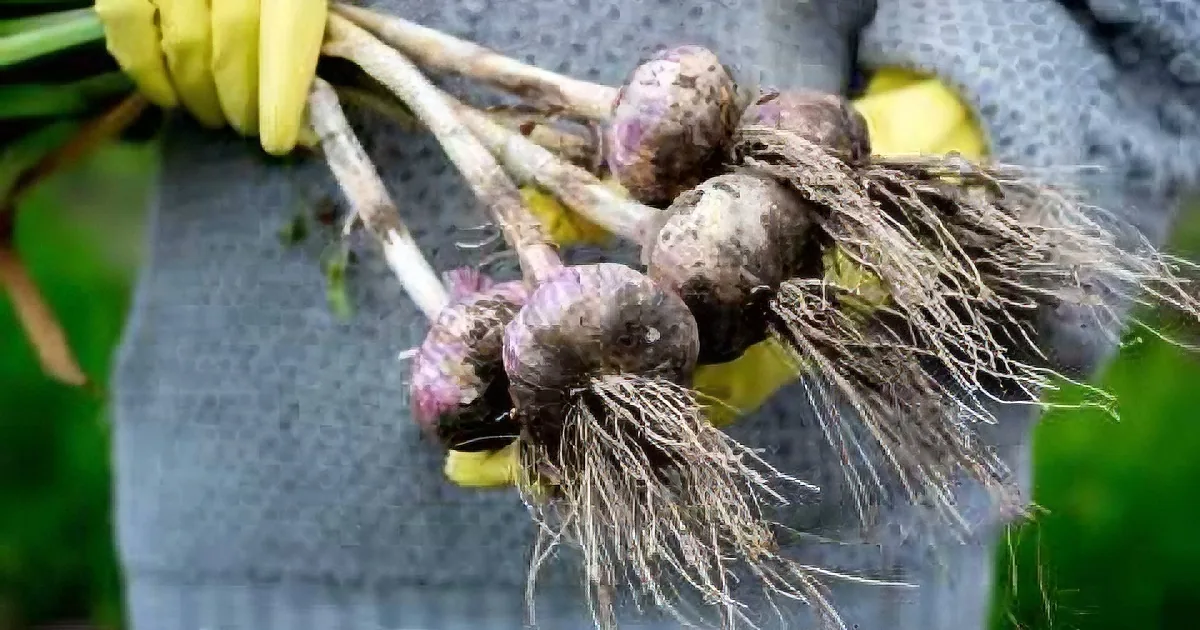 A bundle of garlic bulbs with roots and yellow leaves is displayed on a gray fabric background.